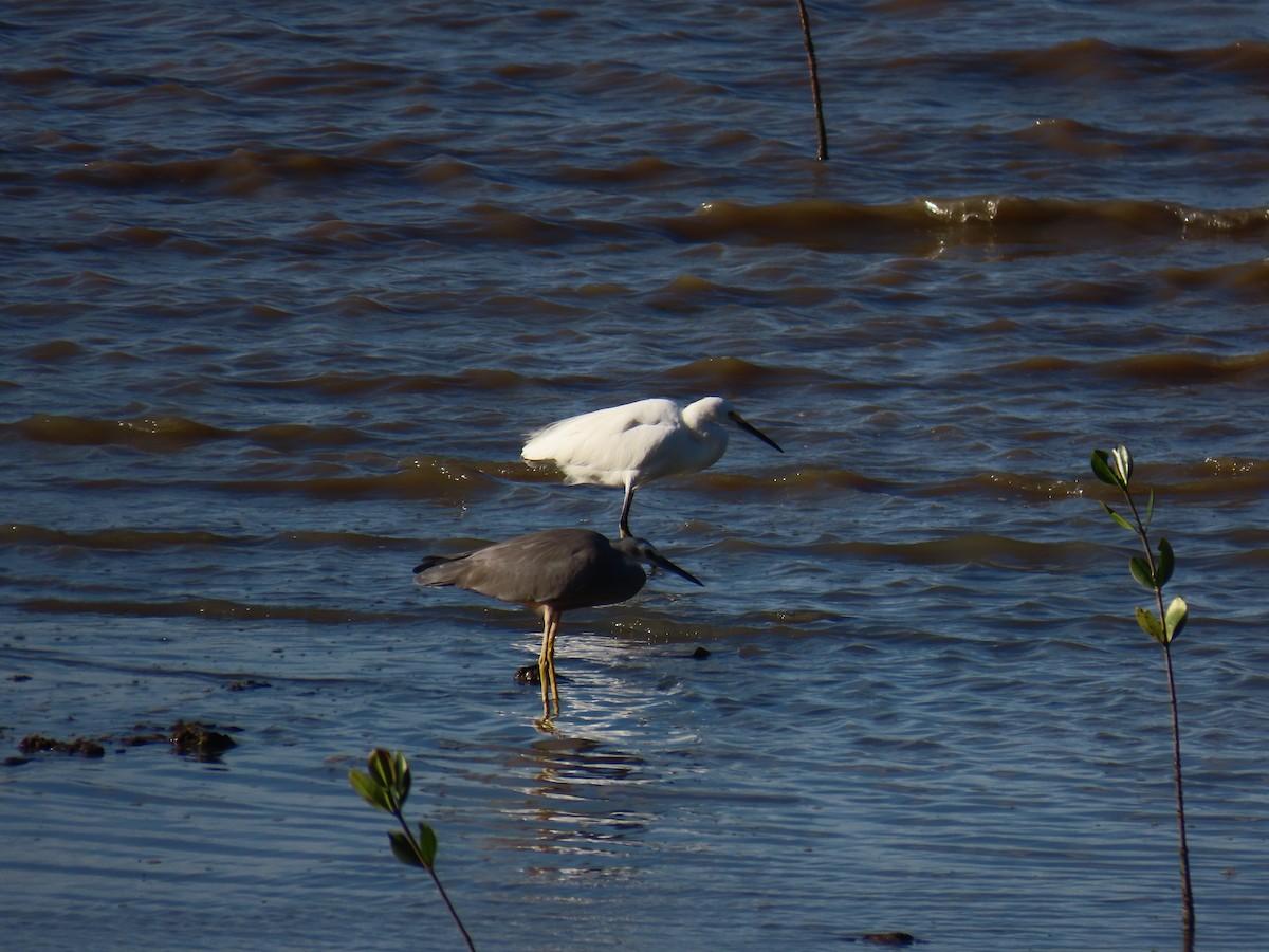 Little Egret (Australasian) - ML624123357