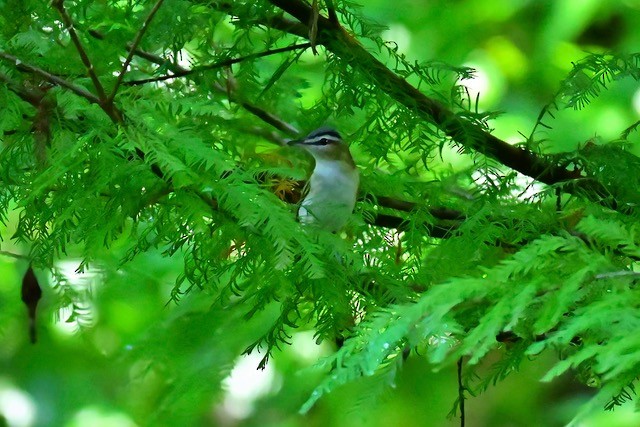 Kızıl Gözlü Vireo - ML624123367