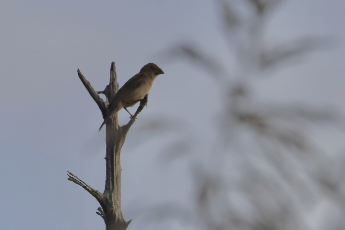 Blue Grosbeak - ML624123391