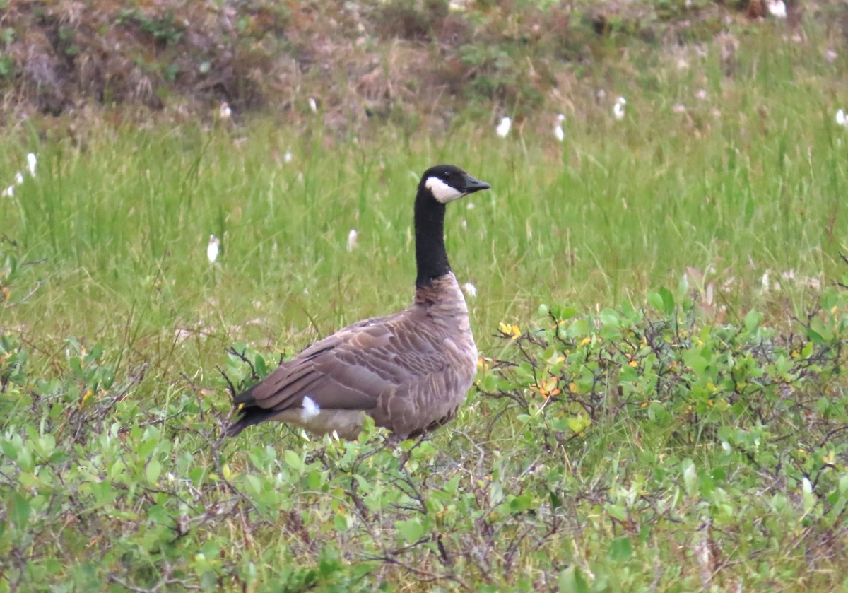 Cackling Goose - ML624123400