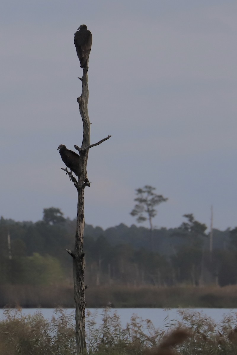 Black Vulture - ML624123402