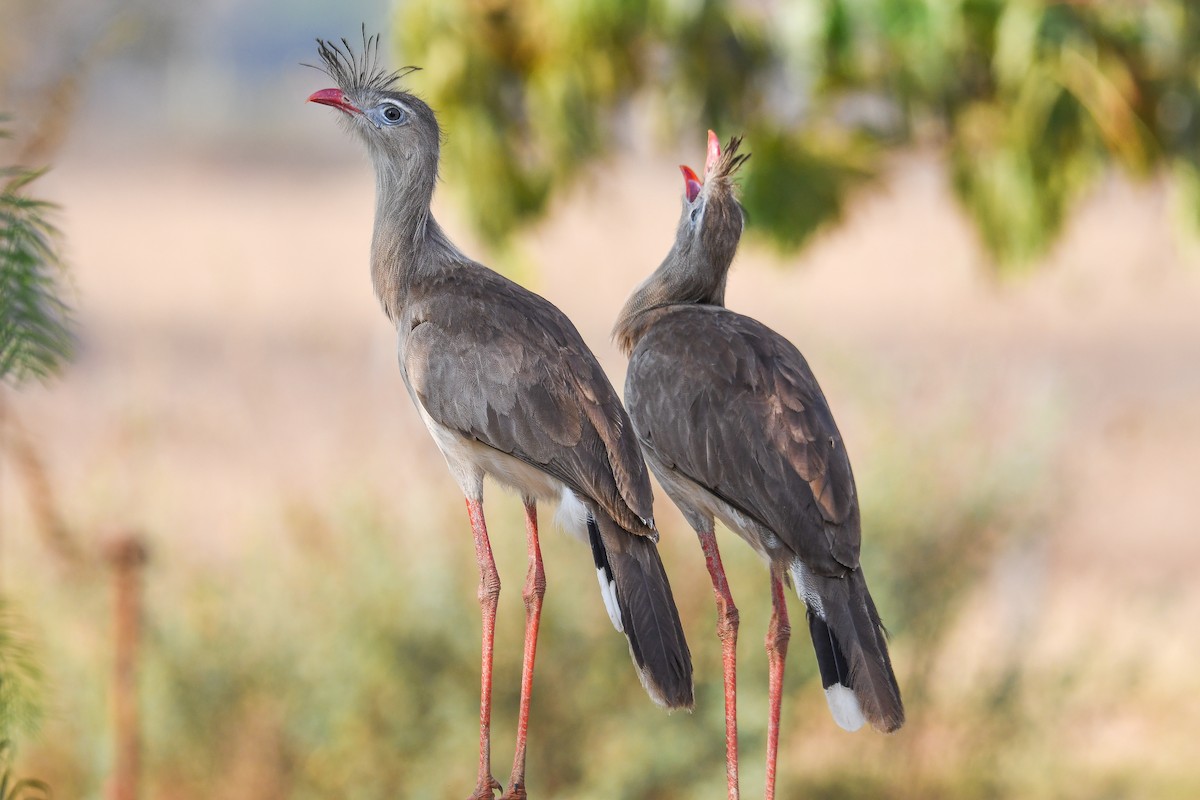 Red-legged Seriema - ML624123409