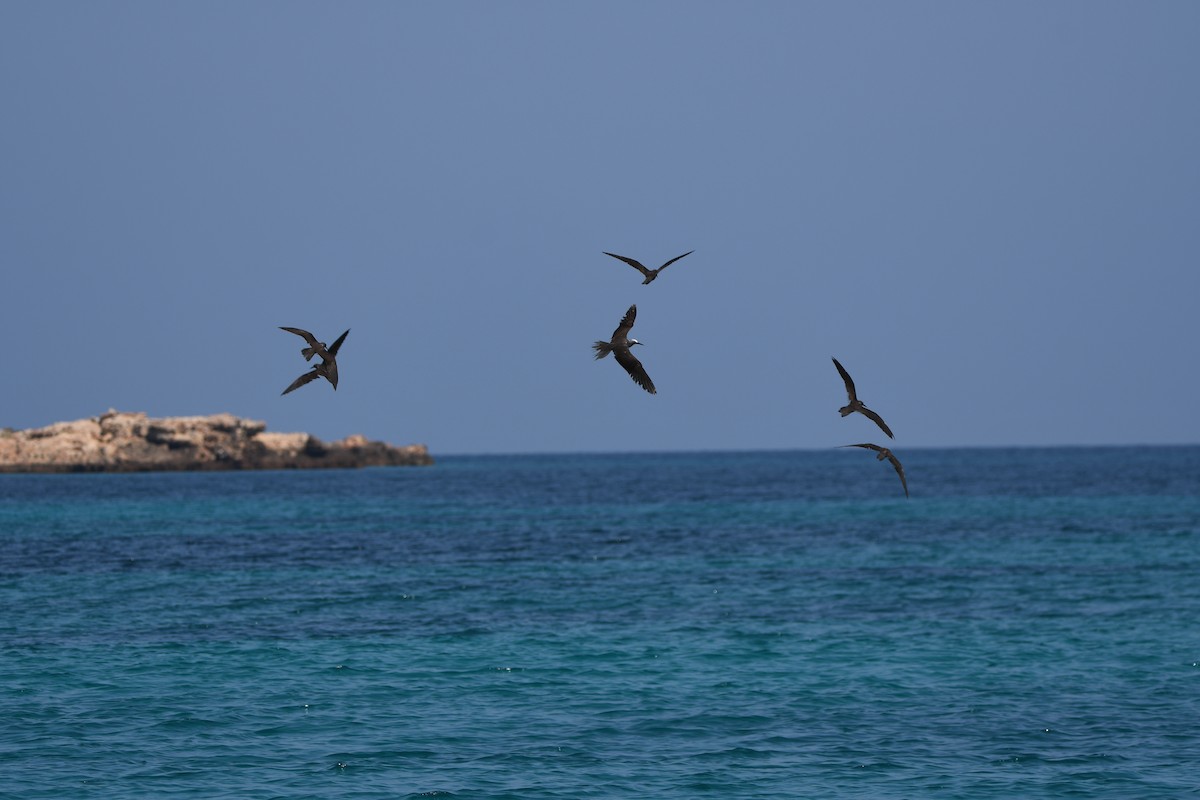 Lesser Noddy - ML624123413