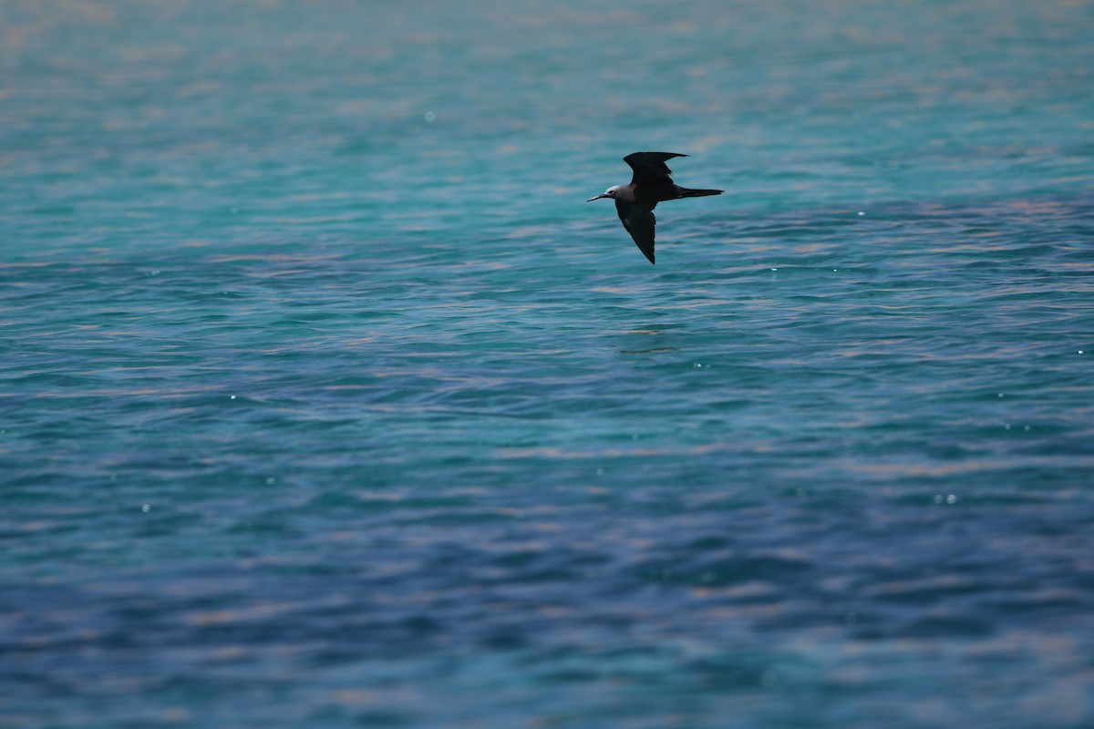 Lesser Noddy - ML624123414