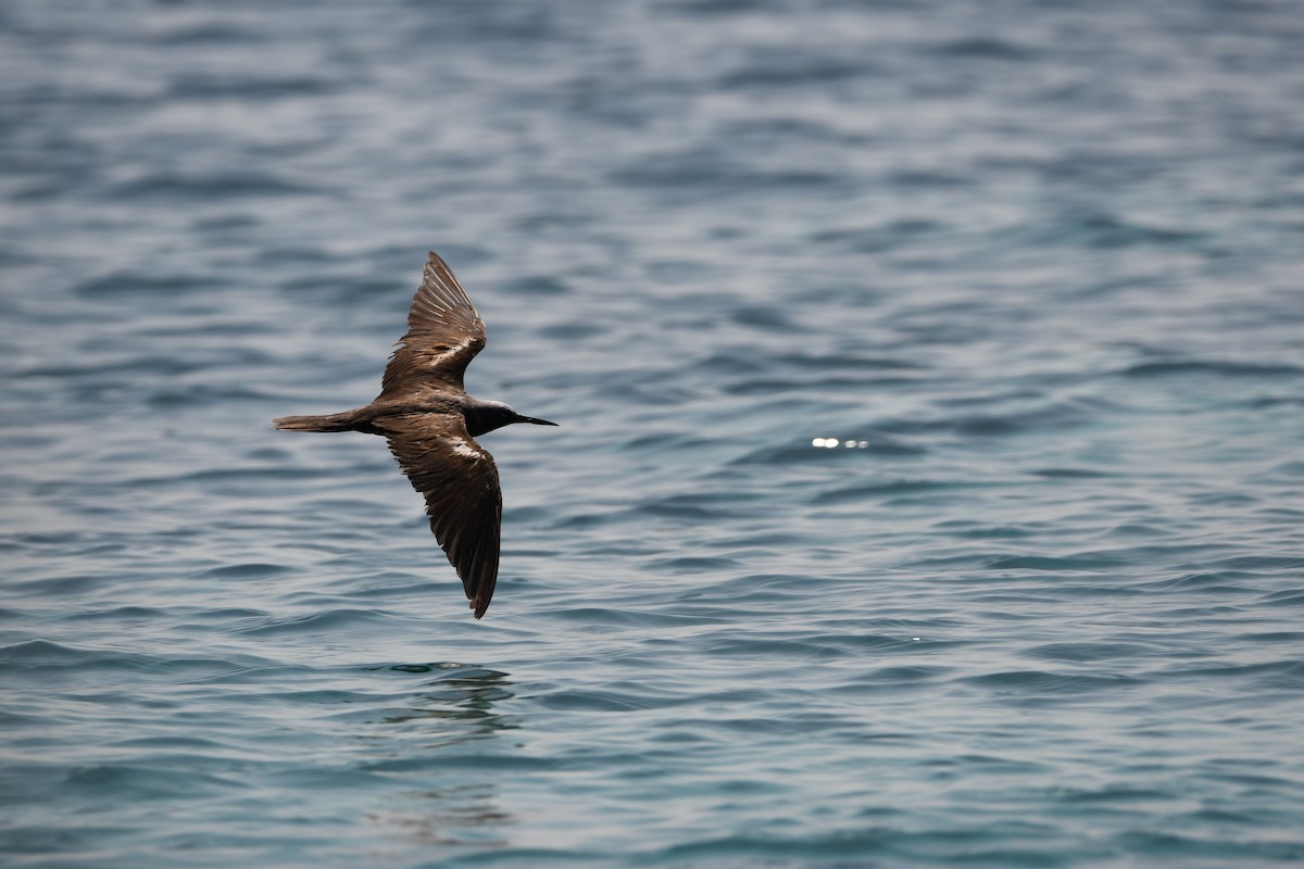 Lesser Noddy - ML624123415