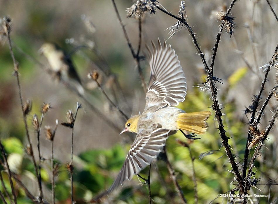 Oriole de Bullock - ML624123423