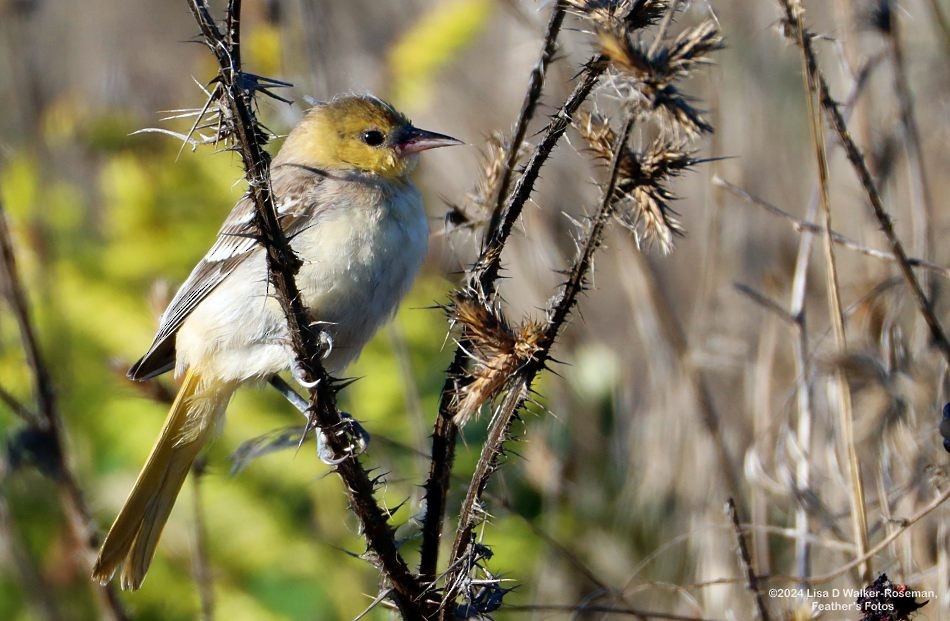 Oriole de Bullock - ML624123424