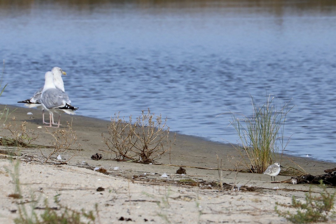 Herring Gull - ML624123431