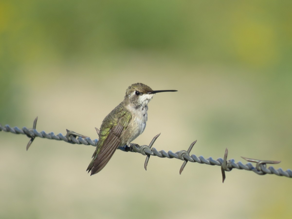 Black-chinned Hummingbird - ML624123435