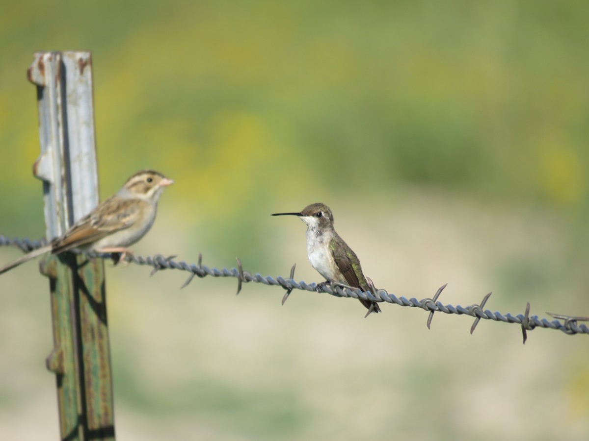 Black-chinned Hummingbird - ML624123436