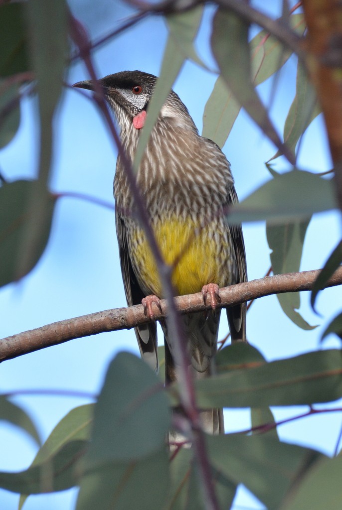 Red Wattlebird - ML624123463