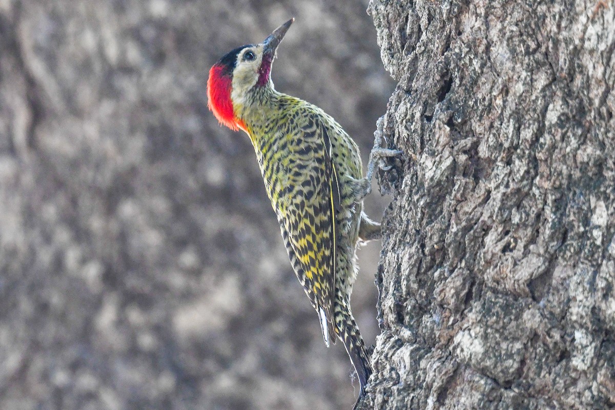 Green-barred Woodpecker - ML624123473