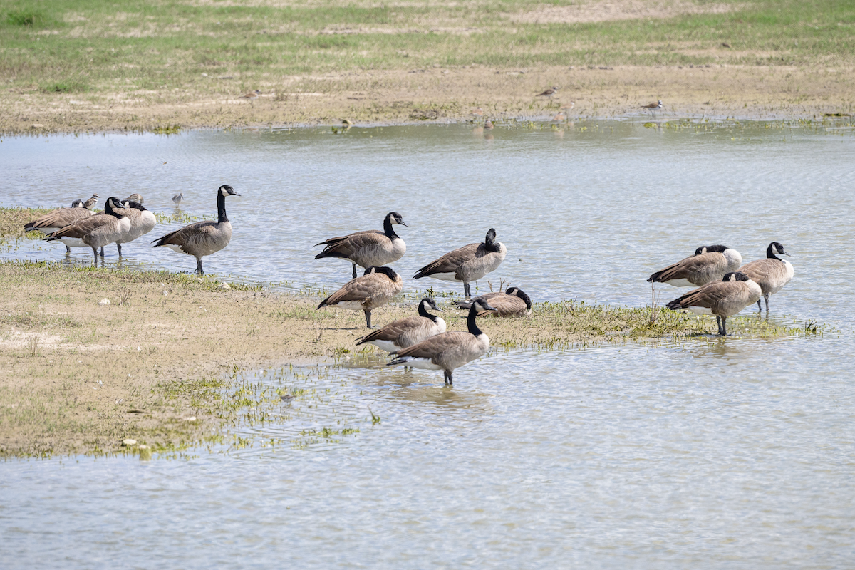 Canada Goose - ML624123493