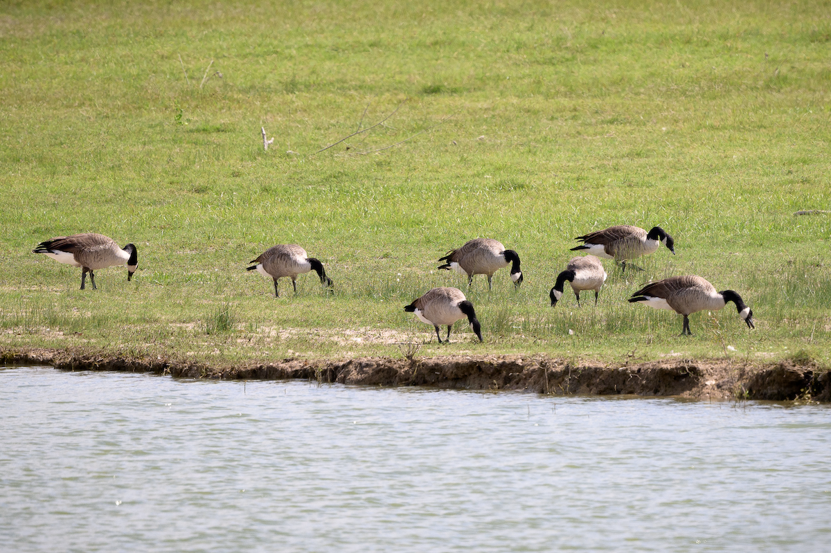 Canada Goose - ML624123494