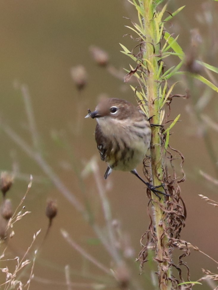 Yellow-rumped Warbler - ML624123497