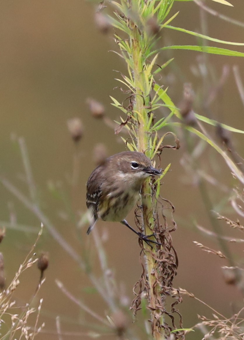 Yellow-rumped Warbler - ML624123498