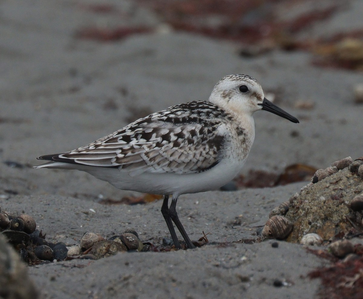 Sanderling - Liam Norton