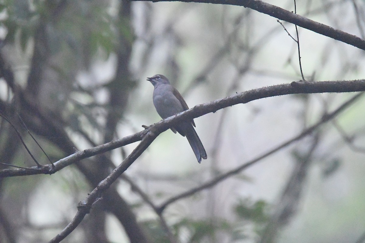 Brown-backed Solitaire - ML624123527