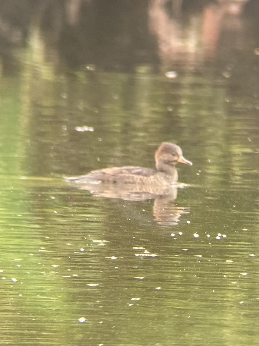 Hooded Merganser - ML624123539