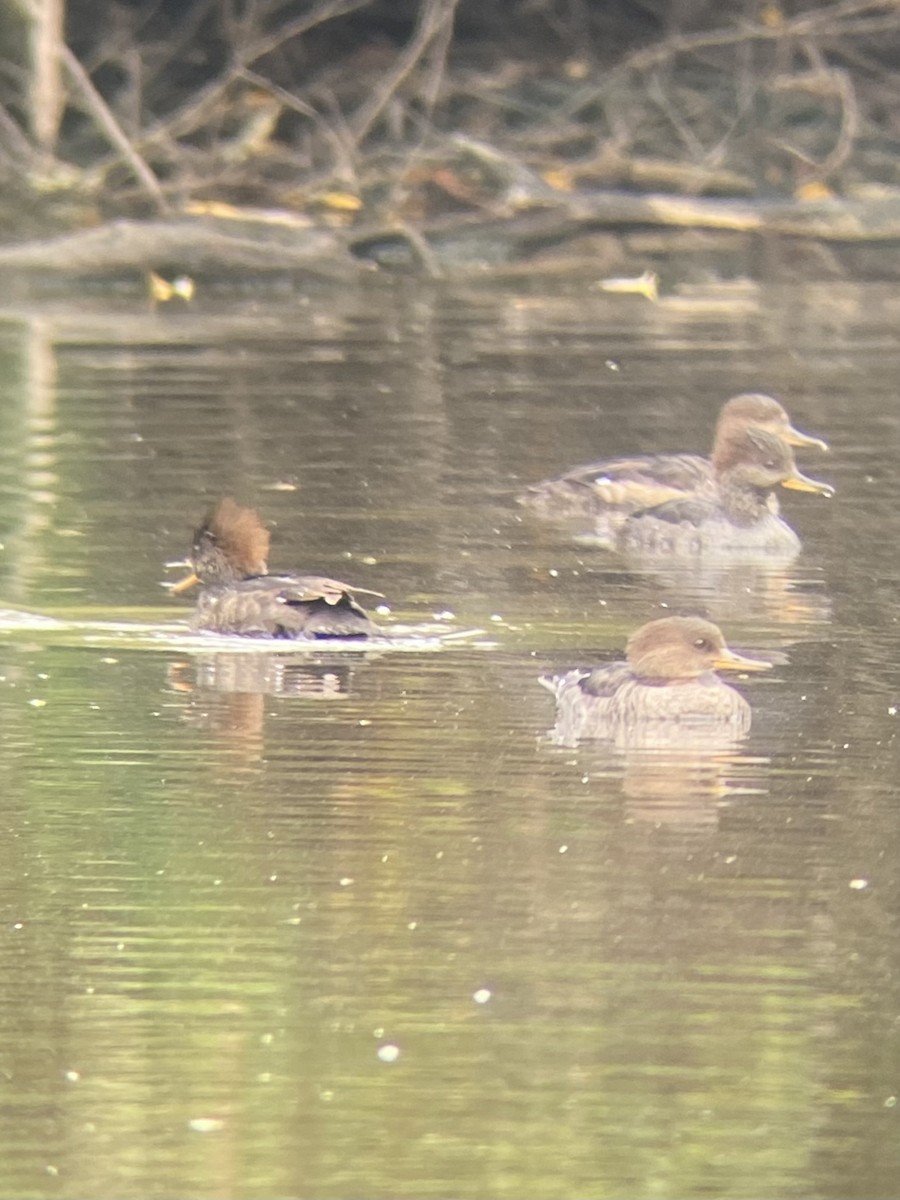 Hooded Merganser - ML624123540