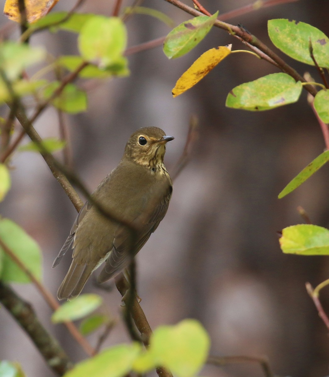 Swainson's Thrush - ML624123579