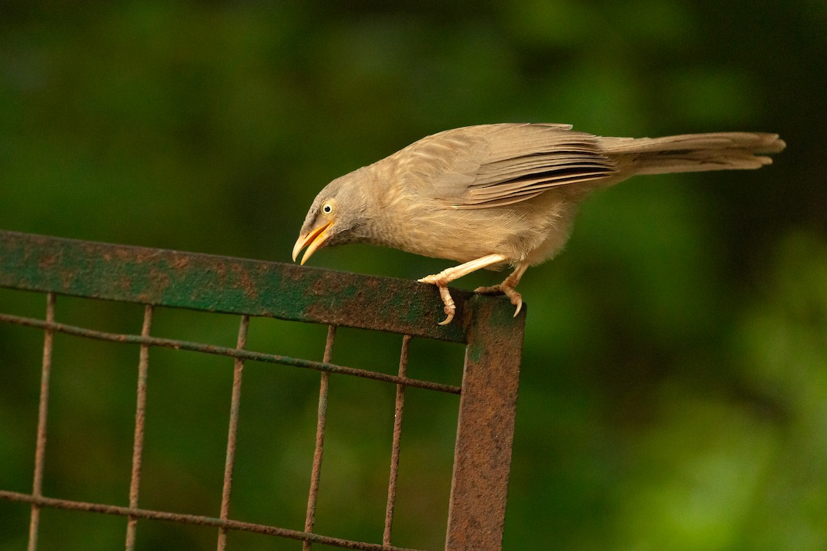 Jungle Babbler - Oscar Wainwright