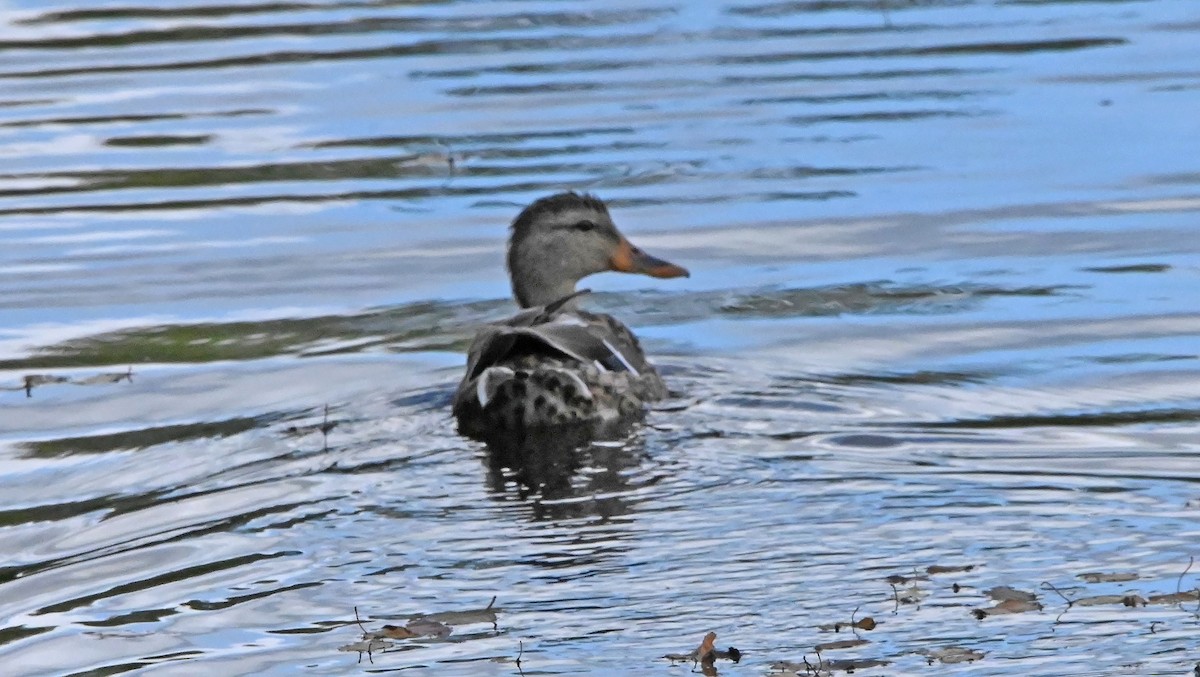 Mallard - ML624123611