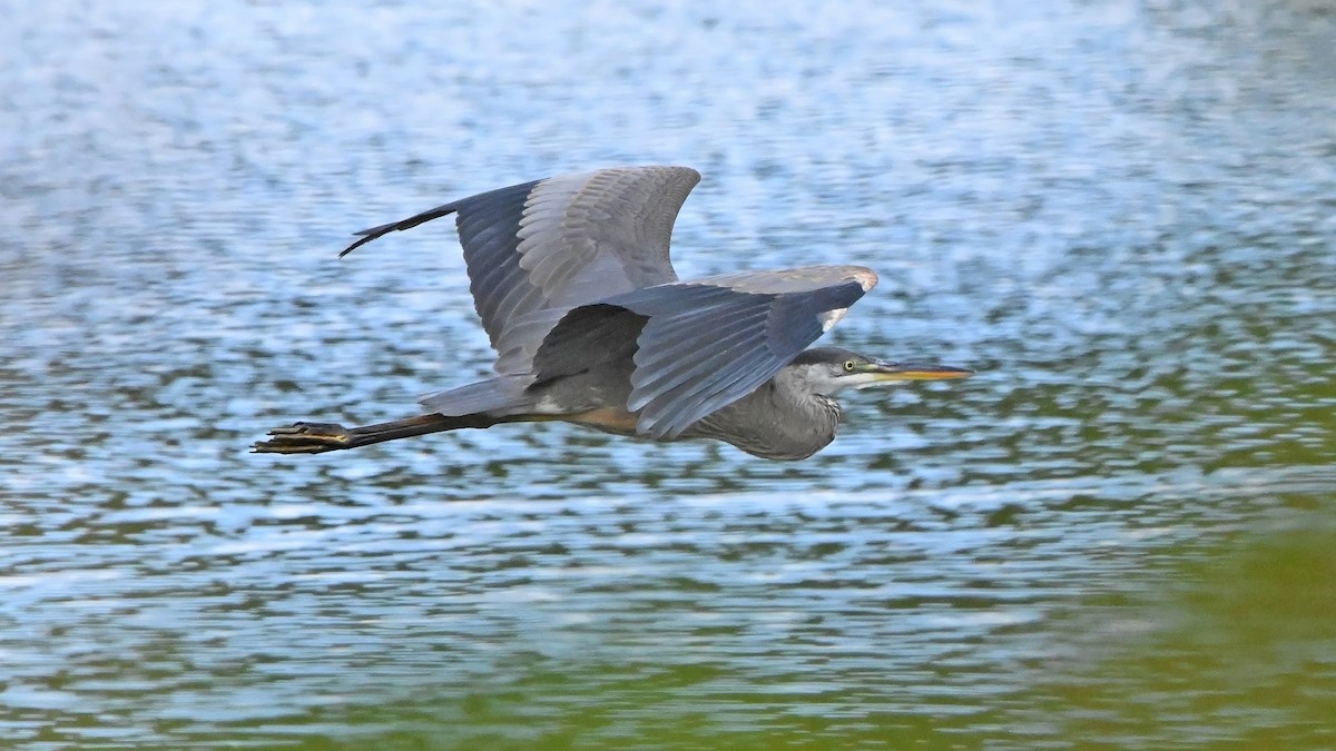 Great Blue Heron - ML624123619