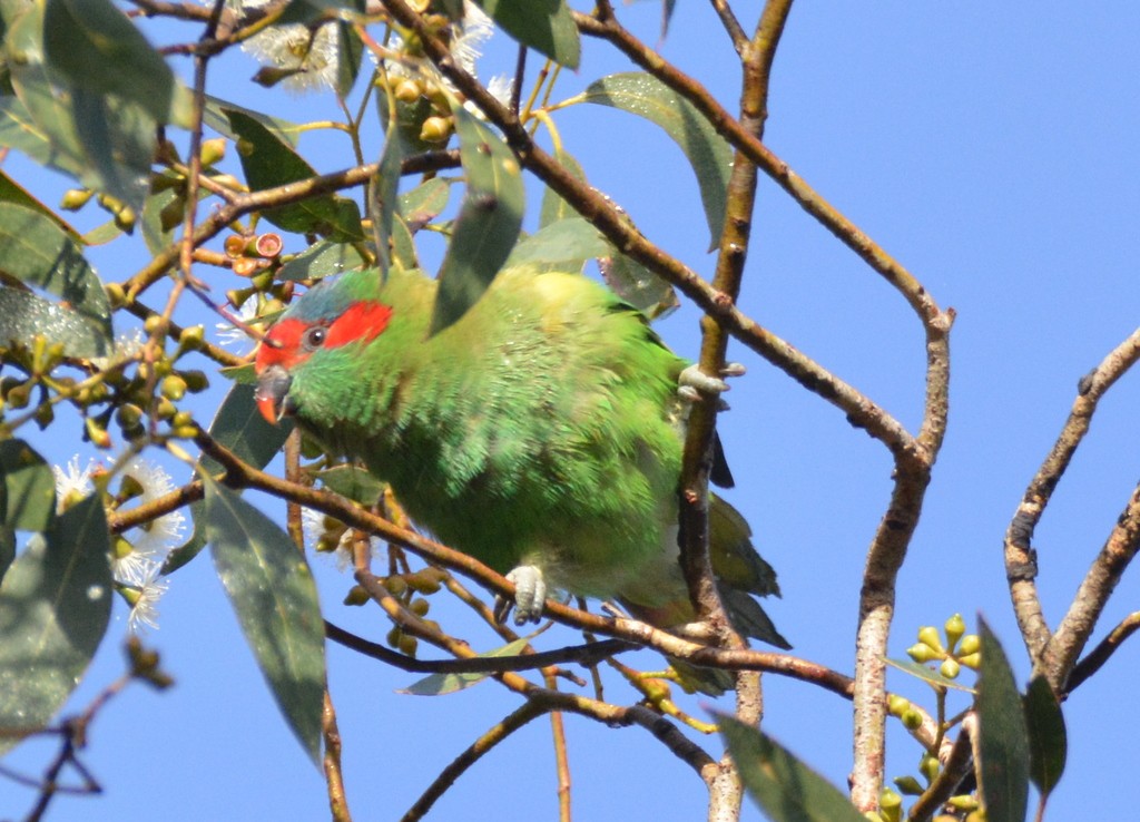 Musk Lorikeet - ML624123621