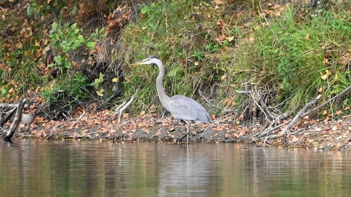 Great Blue Heron - ML624123623