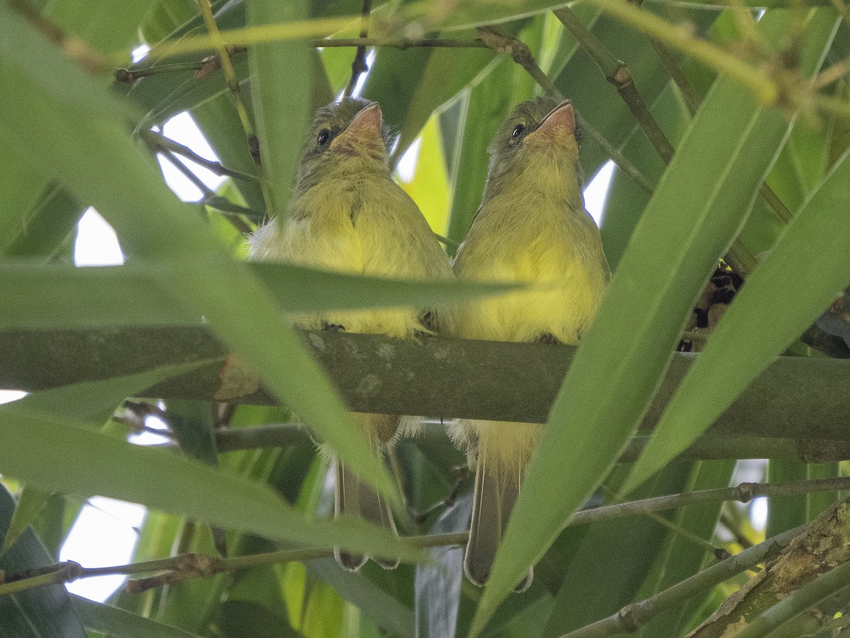 Olive-faced Flatbill - ML624123628