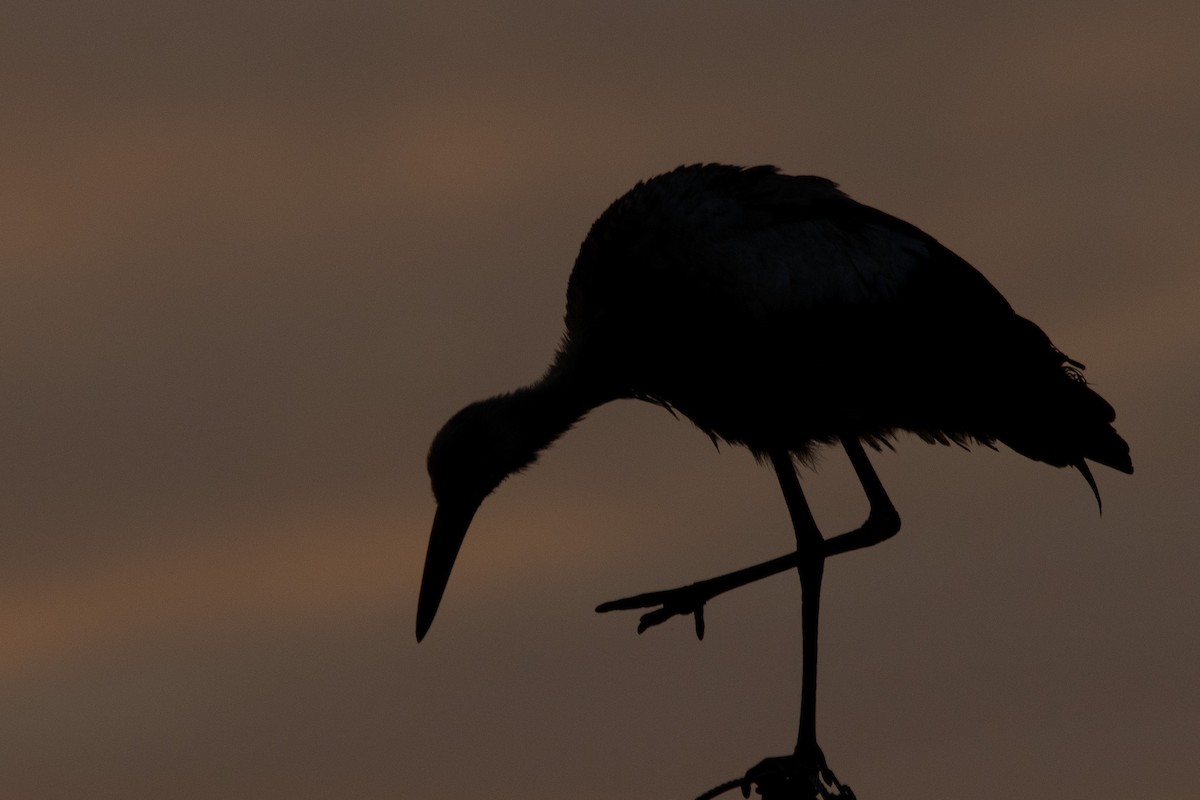 White Stork - ML624123630