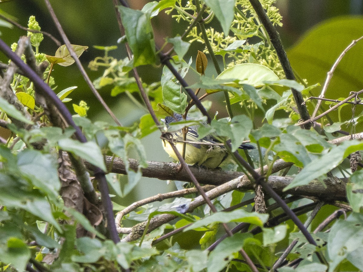 Common Tody-Flycatcher - ML624123636