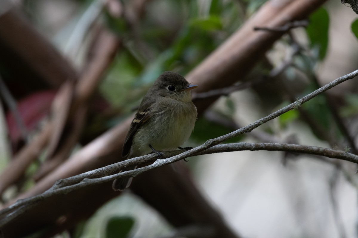 Western Flycatcher (Pacific-slope) - ML624123638