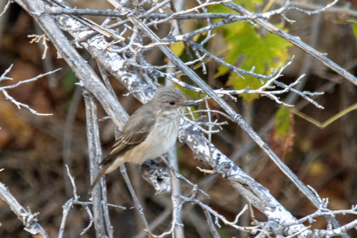 Spotted Flycatcher - ML624123650