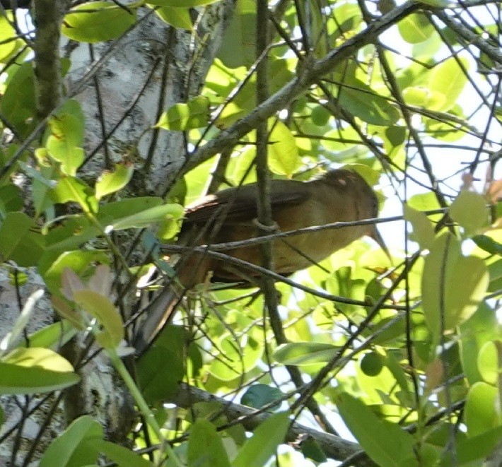 Great Lizard-Cuckoo - Porfilio Correa