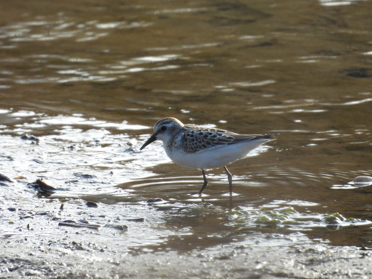 Little Stint - ML624123662