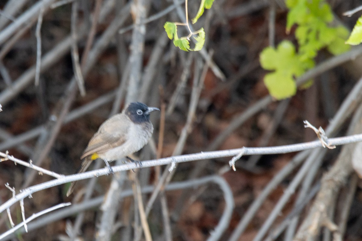 White-spectacled Bulbul - ML624123667