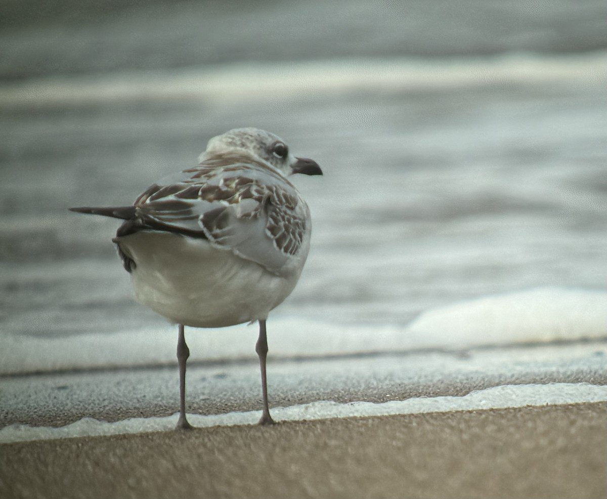 Mediterranean Gull - ML624123675