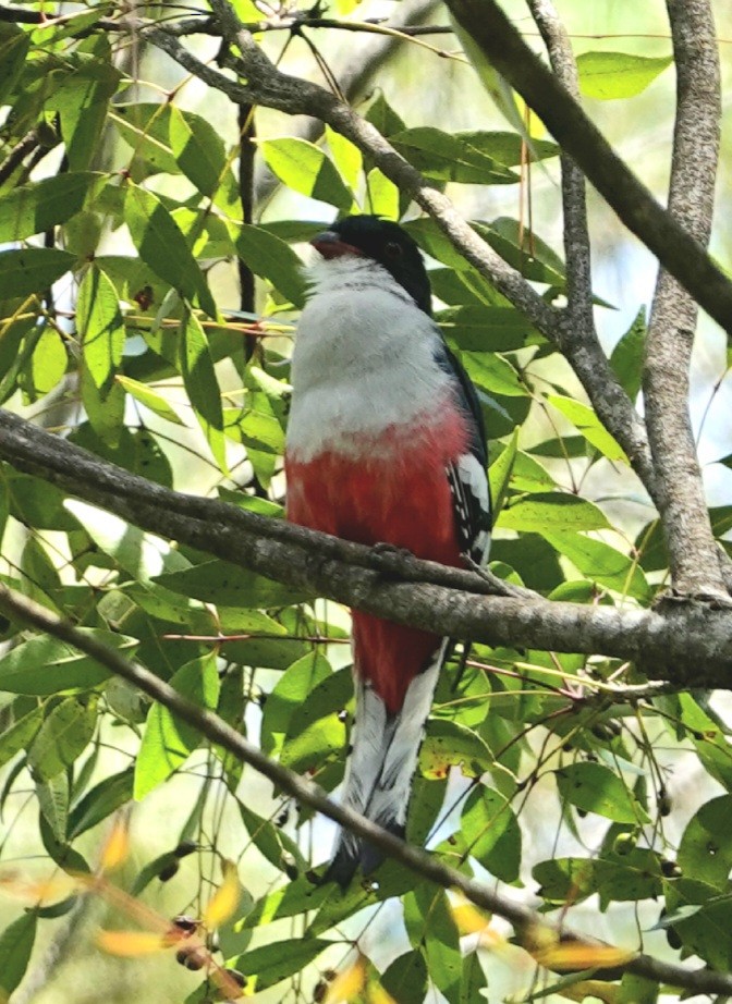 Cuban Trogon - ML624123678