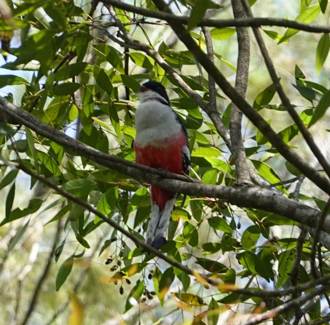 Cuban Trogon - ML624123679