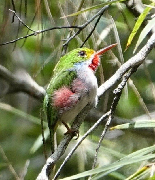 Cuban Tody - ML624123691