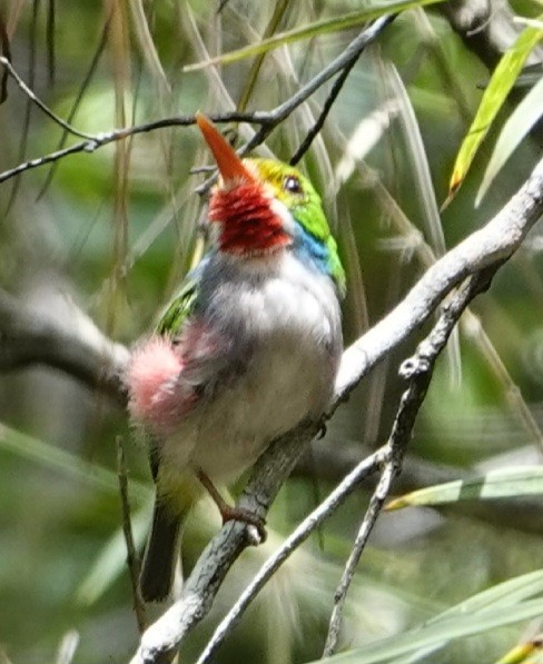 Cuban Tody - Porfilio Correa