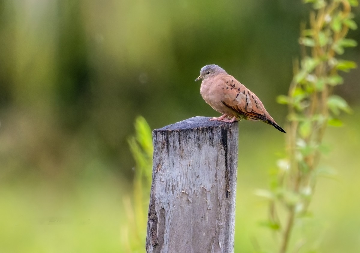 Ruddy Ground Dove - ML624123696