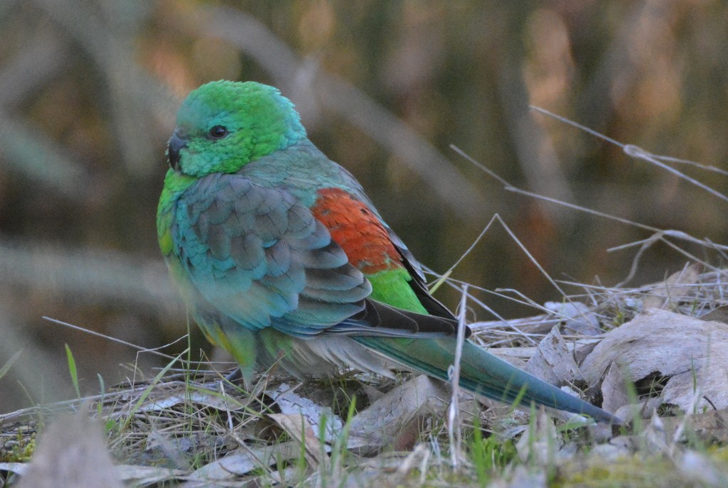 Red-rumped Parrot - ML624123723