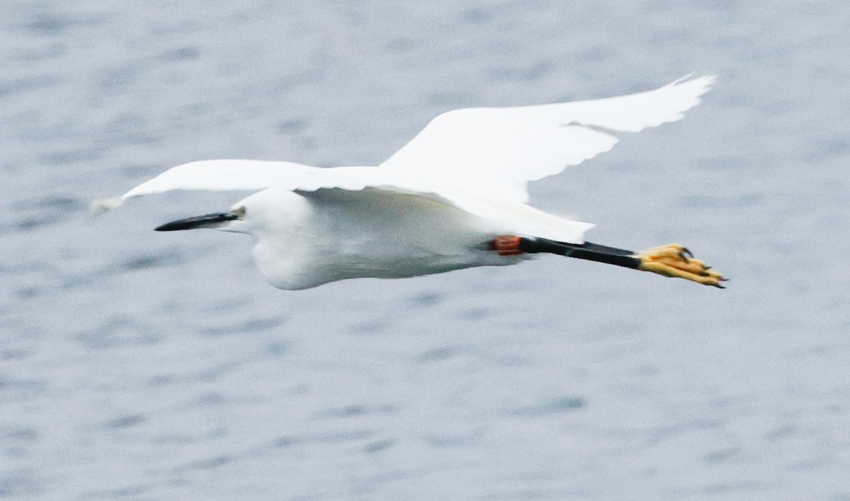 Little Egret - ML624123755