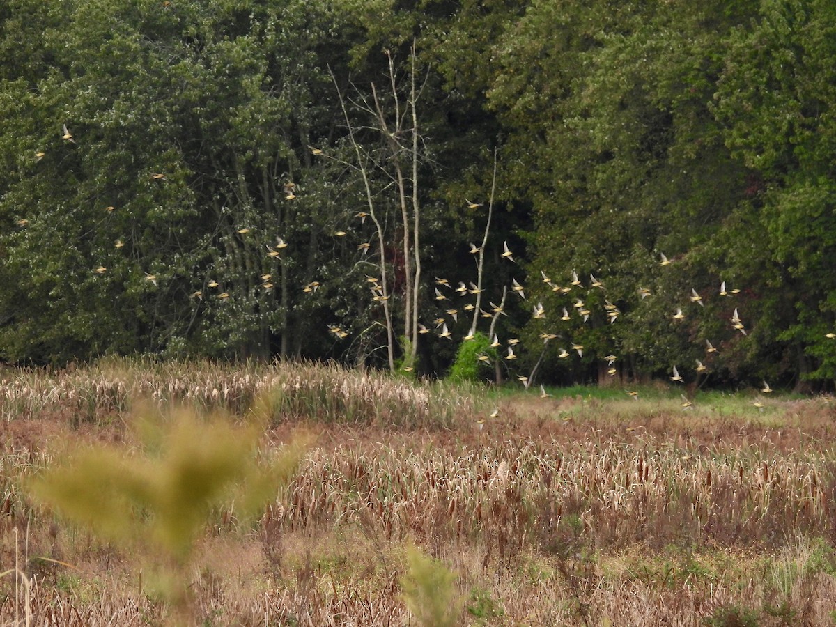 Bobolink - Bruce Nott