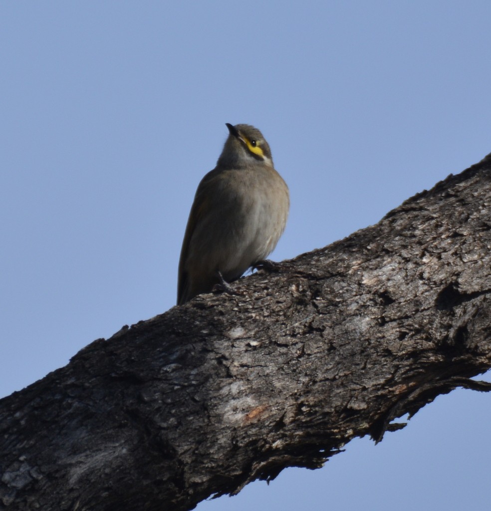 Yellow-faced Honeyeater - ML624123760