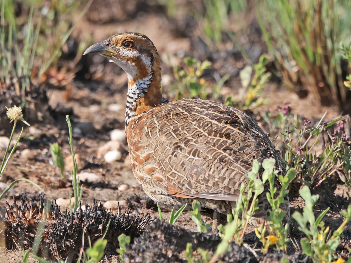 Red-winged Francolin - Philip Raggett