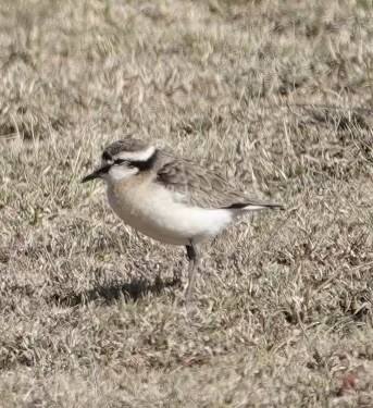 Kittlitz's Plover - ML624123775